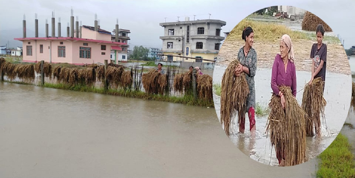 कैलाली सहितका जिल्लामा धानबालीमा क्षति पुगेका किसानलाई राहत दिन एक अर्ब निकासा 